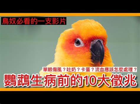 一直看到死掉的鳥|看到死掉的鳥預兆：你知道這背後的含意嗎？【看到死。